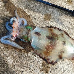 デイエギングで胴長２０ｃｍ